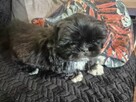 Szczeniak shih tzu - 6