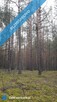 Działka leśna 1,75 ha Huta Drewniana - 1