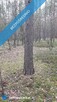 Działka leśna 1,75 ha Huta Drewniana - 3