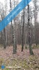 Działka leśna 1,75 ha Huta Drewniana - 6