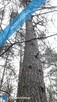 Działka leśna 1,75 ha Huta Drewniana - 7