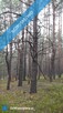 Działka leśna 1,75 ha Huta Drewniana - 9