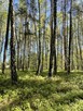 Działki na sprzedaż – Ciemne k. Radzymina - 2