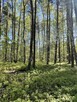 Działki na sprzedaż – Ciemne k. Radzymina - 2