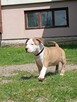 American Staffordshire Terrier - 4
