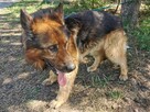 PREZES łagodny pies w typie owczarka niemieckiego szuka domu - 2