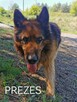 PREZES łagodny pies w typie owczarka niemieckiego szuka domu - 1