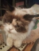 Kochana kotka Ragdoll - 11