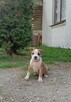 American Staffordshire Terrier - 1