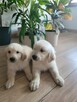 Golden retriever - 4