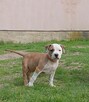 American Staffordshire Terrier - 6