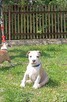 American Staffordshire Terrier - 5