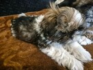 Szczeniak shih tzu - 5