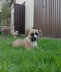 American Staffordshire Terrier - 2