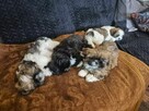 Szczeniak shih tzu - 4