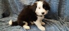 Border Collie szczeniaki - 12