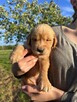 Szczeniaki Golden retriever - 5