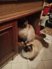 Kochana kotka Ragdoll - 9