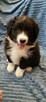 Border Collie szczeniaki - 5
