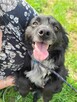 Mały, kochający człowieka KUBUŚ szuka domu !! Do adopcji !! - 3