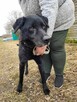 Smutny, przerażony HARRY w typie labradora szuka domu !! - 6