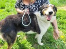 Piękny BOGUŚ w typie owczarka collie szuka domu !! - 2