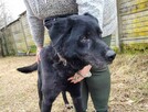 Smutny, przerażony HARRY w typie labradora szuka domu !! - 1
