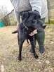 Smutny, przerażony HARRY w typie labradora szuka domu !! - 5