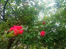 Pilnie sprzedam ( + odstąpienie praw do działki ROD) - 7
