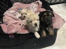 York Morkie 3 pieski- 2 białe i jeden czarny - 3