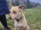 Śliczna FIONA w typie mini husky szuka domu !! Do adopcji !! - 1