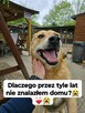 Aron - uratowany z łańcucha, od kilku lat w schronisku POMOC - 3
