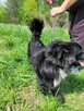 Mały, kochający człowieka KUBUŚ szuka domu !! Do adopcji !! - 5