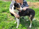 Piękny BOGUŚ w typie owczarka collie szuka domu !! - 5