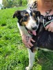 Piękny BOGUŚ w typie owczarka collie szuka domu !! - 3