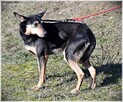 Bandziorek – proszę nie rezygnuj... - 5