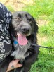 Mały, kochający człowieka KUBUŚ szuka domu !! Do adopcji !! - 2