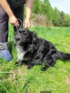 Mały, kochający człowieka KUBUŚ szuka domu !! Do adopcji !! - 7