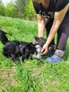 Mały, kochający człowieka KUBUŚ szuka domu !! Do adopcji !! - 6