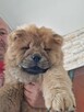 Sprzedam Chow Chow szczeniaki - 2