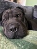 Oddam pieska w typie sharpei - 2
