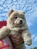 Sprzedam Chow Chow szczeniaki - 7
