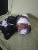 Szczeniak shih tzu - 10