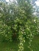 Pilnie sprzedam ( + odstąpienie praw do działki ROD) - 9