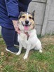 Tęskniąca za człowiekiem MONIA szuka domu !! Do adopcji !! - 6