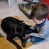 Najcudniejszy rodzinny psiak. Gaja. - 3