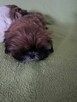 Szczeniak shih tzu - 9
