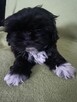 Szczeniak shih tzu - 11
