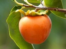 Kaki TIPO – samopylna odmiana o wyjątkowo smacznych owocach - 2