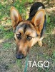 TAGO młody piesek w typie owczarka niemieckiego szuka domu - 1